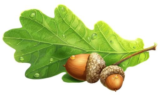 橡子 PNG 图像免抠(600x365)