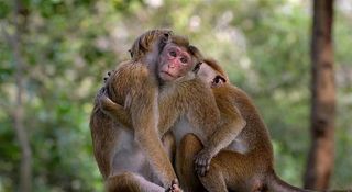 猴子互相拥抱取暖