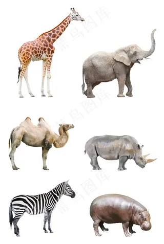 6种非洲动物高清图片斑马大象长颈鹿骆驼素材