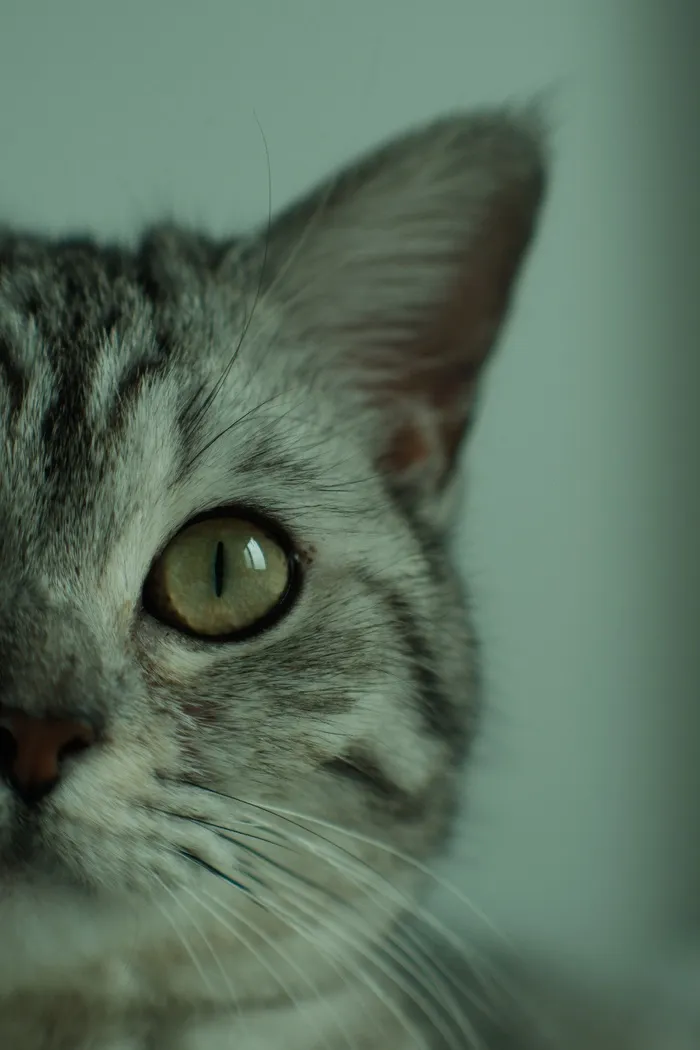 可爱猫咪猫猫摄影素材