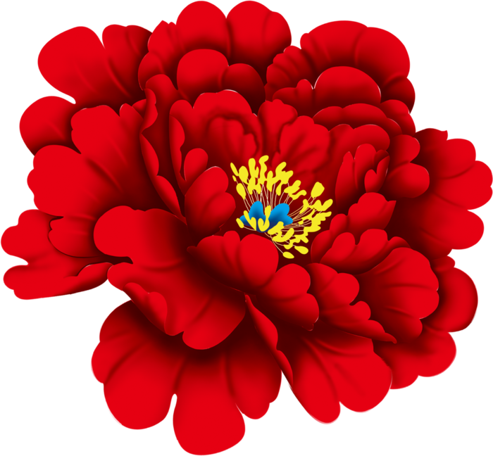 红色牡丹花
