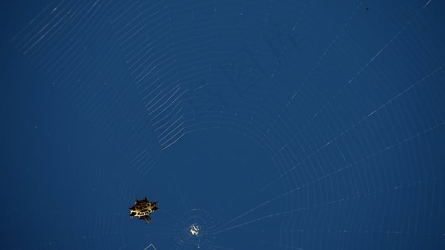 自然, , 蜘蛛织, 哥伦比亚