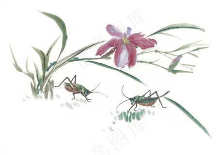 昆虫花草美图图片素材