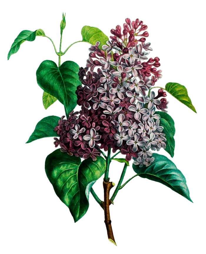 复古手绘植物花卉插画 免抠