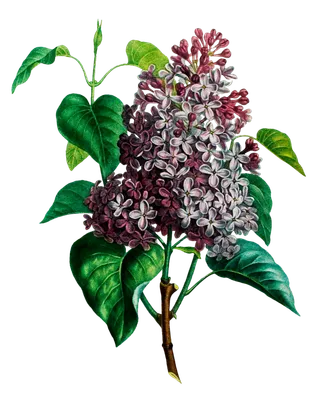 复古手绘植物花卉插画 免抠