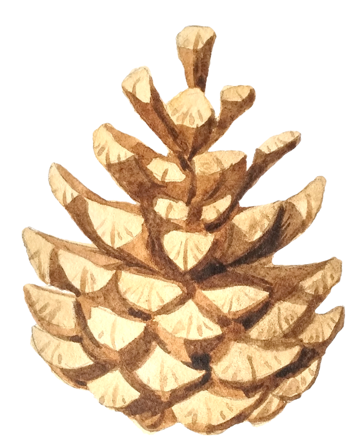 松果花草植物免扣植物水彩插画设计素材