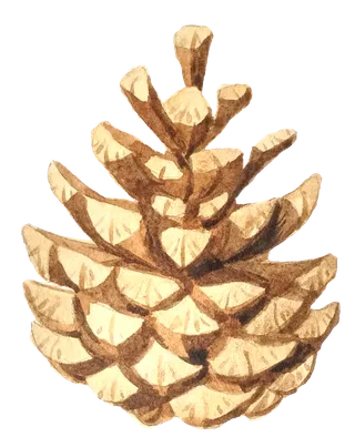 松果花草植物免扣植物水彩插画设计素材