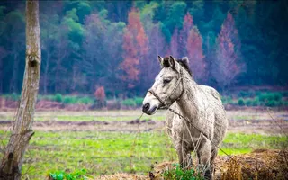冬天徽州风景图片-第7张