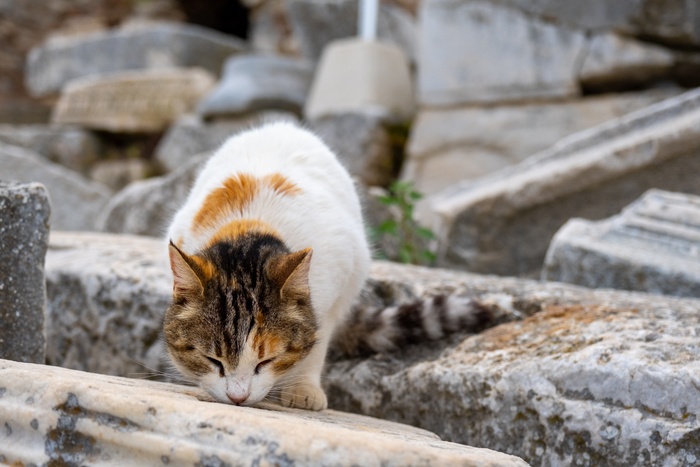 可爱猫咪猫猫摄影素材