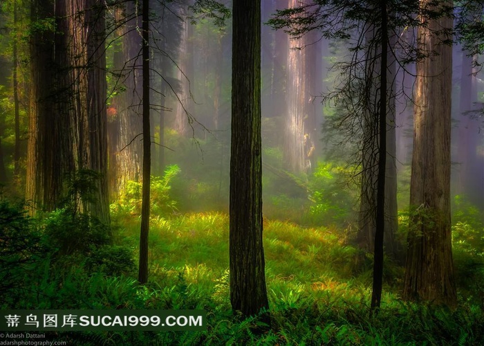 美丽幽静的森林