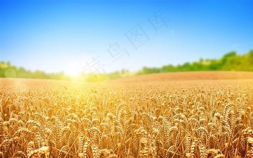 麦田的守望麦子田园风光