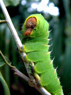 枝头上毛毛虫昆虫特写