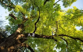 二十四节气大暑高清背景