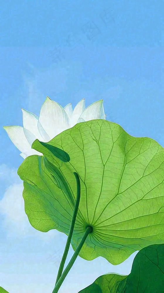 夏日荷叶绿色样式天空蓝天阳光清新白云，夏至小暑大暑处暑摄影图(816x1456)