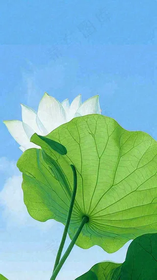 夏日荷叶绿色样式天空蓝天阳光清新白云，夏至小暑大暑处暑摄影图