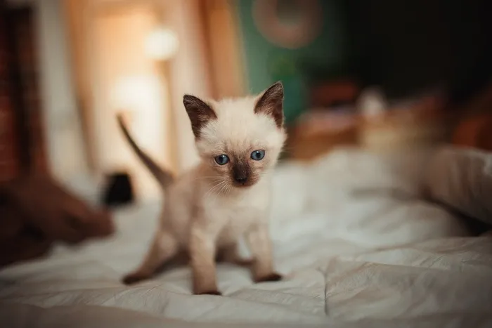 可爱猫咪猫猫摄影素材
