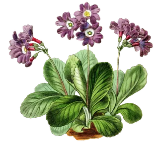 复古手绘植物花卉玫瑰花PNG免扣图案高清图片PS设计素材图