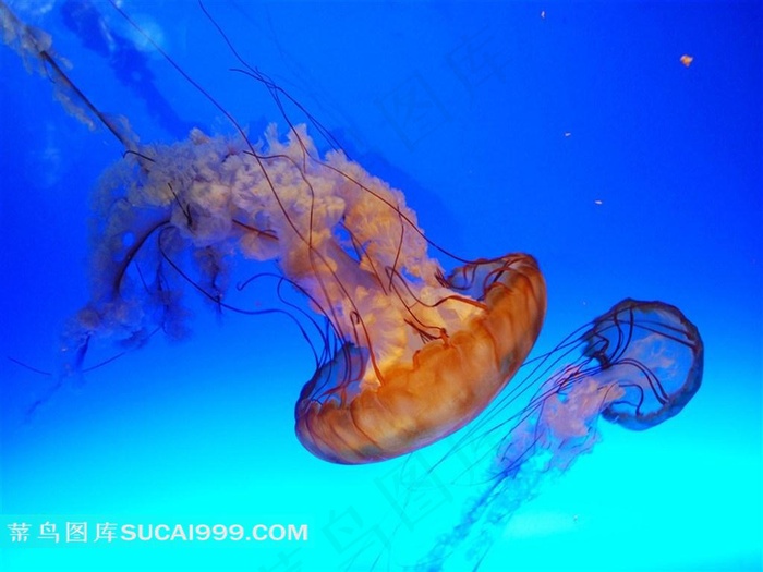 海洋生物水母高清摄影大图