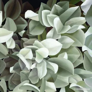 唯美白色花卉高清油画