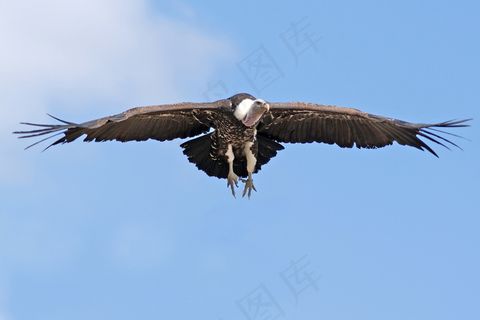 老鹰展翅飞翔图片