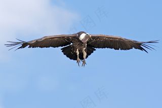 老鹰展翅飞翔图片