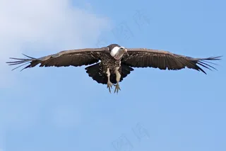 老鹰展翅飞翔图片