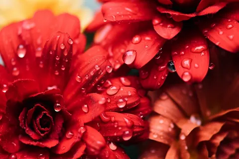 鲜红的雏菊挂满露珠细节特写摄影图