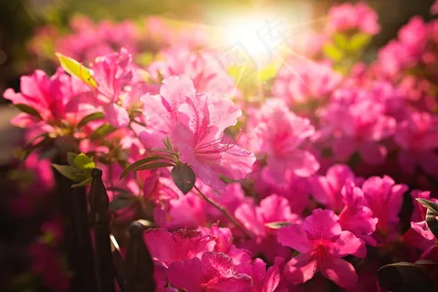 阳光下的杜鹃花图片 阳光下的杜鹃花图片