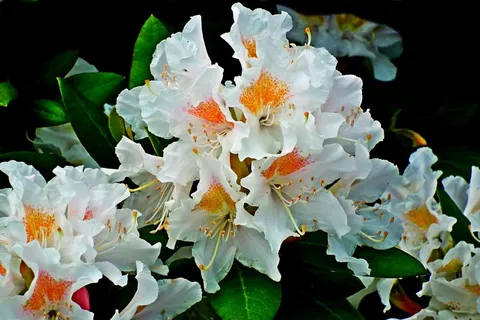 白色杜鹃花朵图片 白色杜鹃花朵图片