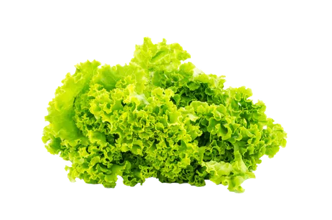 生菜 (18)超市商品白底图免抠实物摄影png格式图片透明底