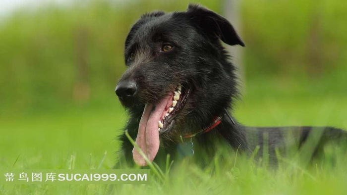 草丛里伸出舌头的狗