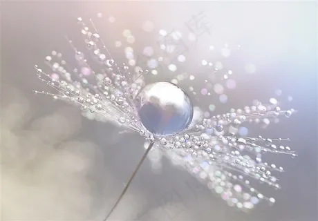 蒲公英上的透明水珠特写高清图片 蒲公英上的透明水珠特写高清图片