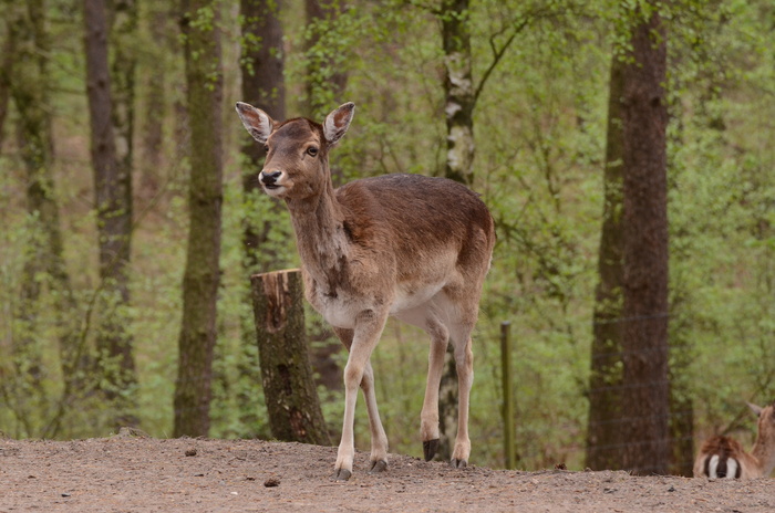 鹿野生梅花鹿动物园设计素材