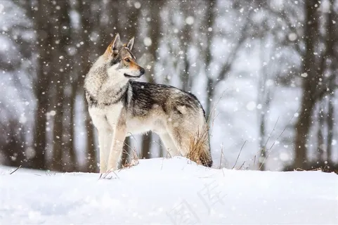 冰原的狼图片