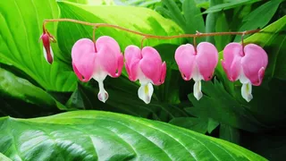 清新荷包牡丹图片