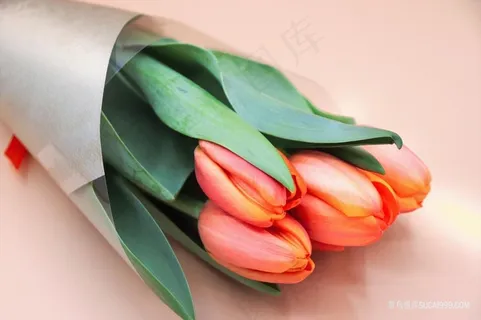 郁金香花束大图 郁金香花束大图