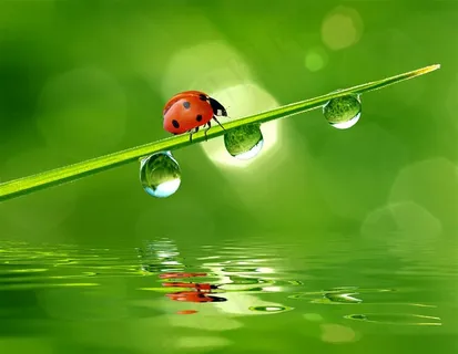 树叶上的瓢虫与水珠特写高清图片 树叶上的瓢虫与水珠特写高清图片