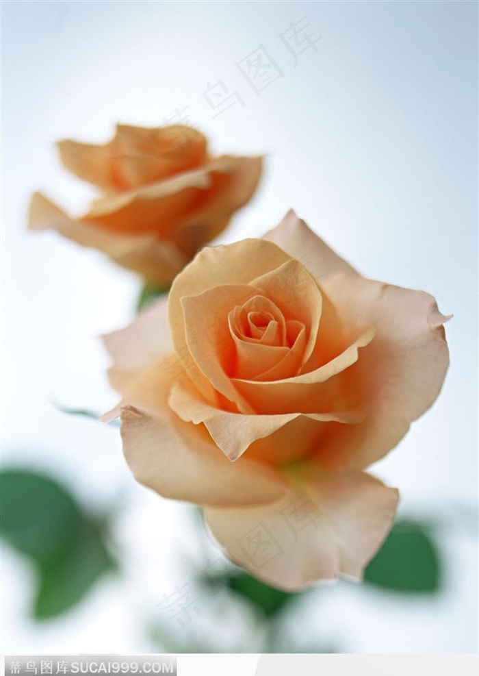 花的彩绘-米黄色的玫瑰花