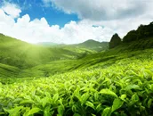 蓝天下的绿色茶园田园风光图片素材