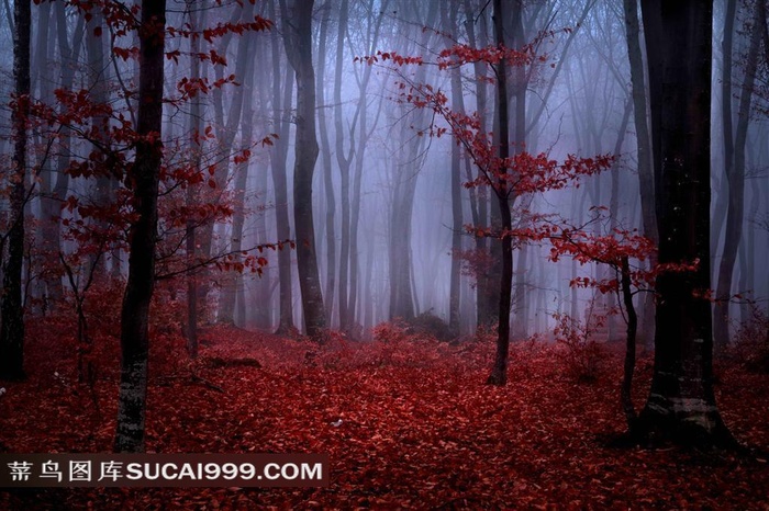 树林 雾气 生物世界