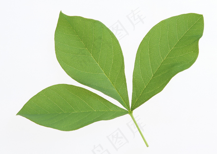 花草特写 1889
