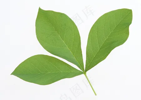 花草特写 1889 花草特写 1889