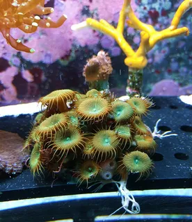 深海水族馆珊瑚图片 深海水族馆珊瑚图片