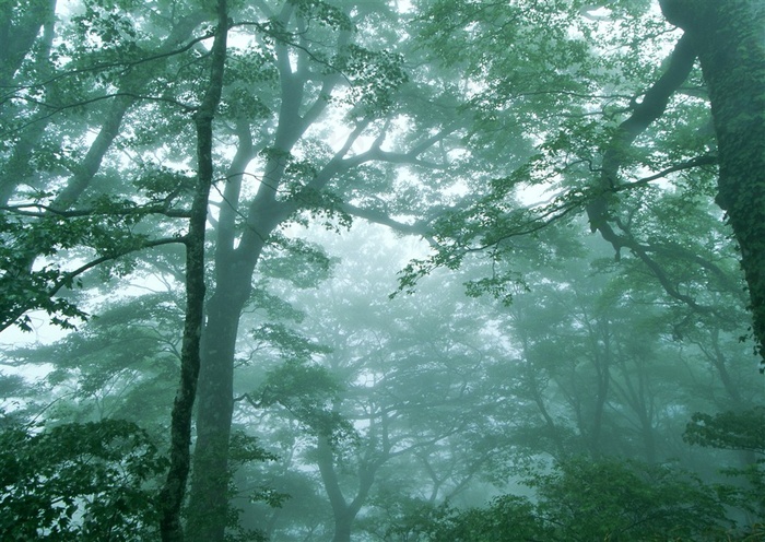 森林的树缝穿过的光景观jpg素材