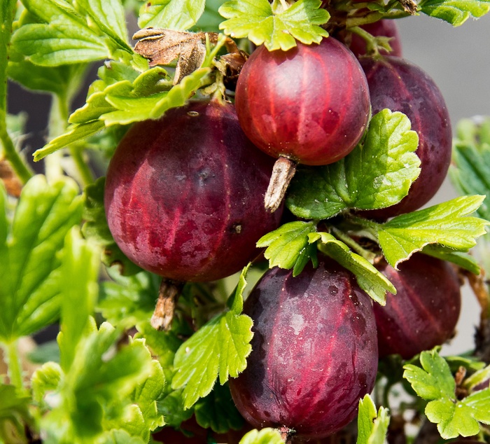 野生大醋栗图片