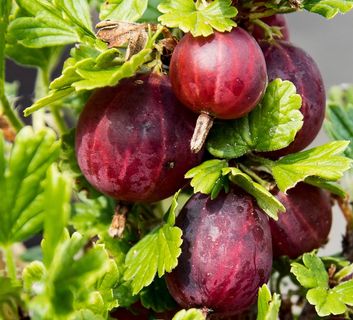 野生大醋栗图片