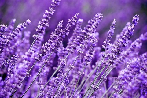 薰衣草花海鲜花图片