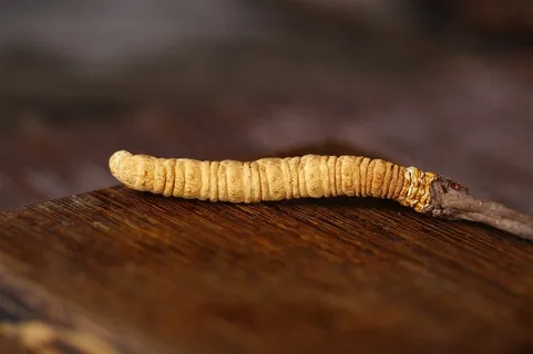 珍贵的野生冬虫夏草素材图片