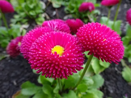 艳丽菊花高清图片 艳丽菊花高清图片