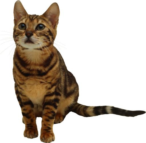 小猫png图片,免费下载图片免抠(347x346)